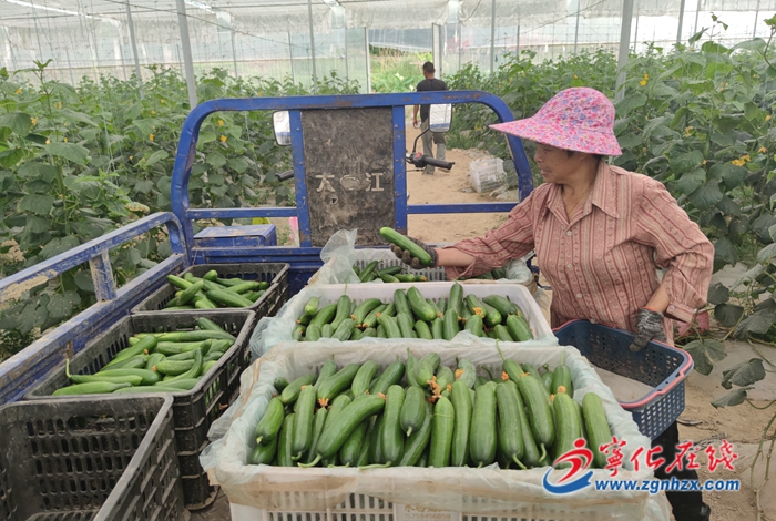 寧化:小黃瓜豐收“甜”了百姓心