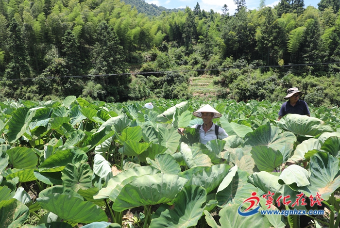 寧化安遠:萬畝檳榔芋長勢良好