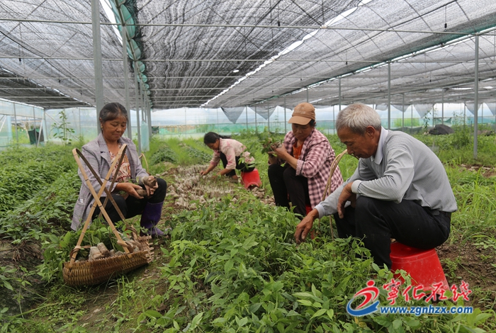 【產業突破年】三葉青:水茜“金色”產業