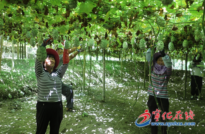 寧化：火參果產業助力鄉村振興