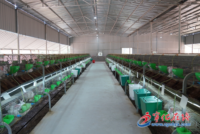 【奮斗百年路 啟航新征程·小康夢(mèng)圓】黃洪華:深山養(yǎng)兔走上致富路