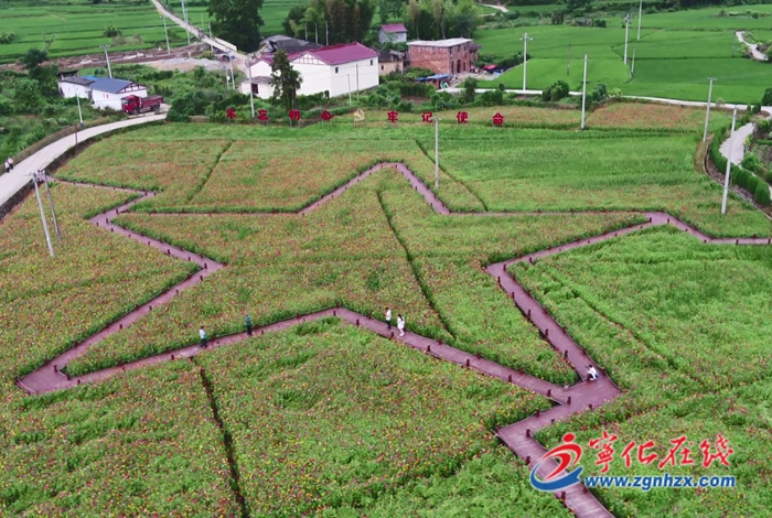 濟村鄉武層村:鮮花扮靚鄉村“顏值”