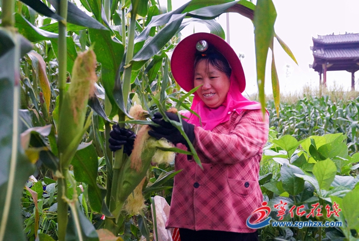治平畬族鄉:千畝甜玉米成致富法寶