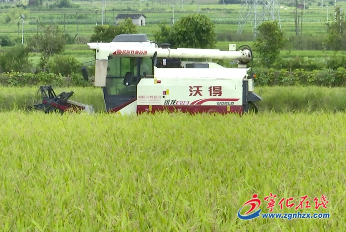 湖村鎮:雜交水稻制種進入收割期