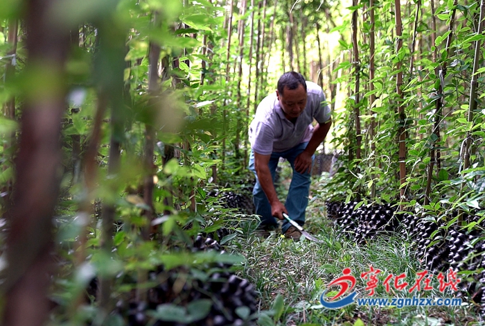 治平畬族鄉:百畝畬藥田鋪開鄉親致富路