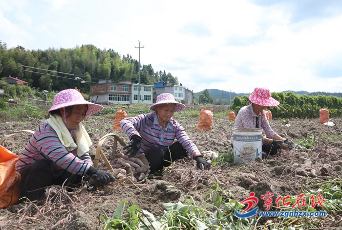 寧化中沙:600畝紫薯喜獲豐收