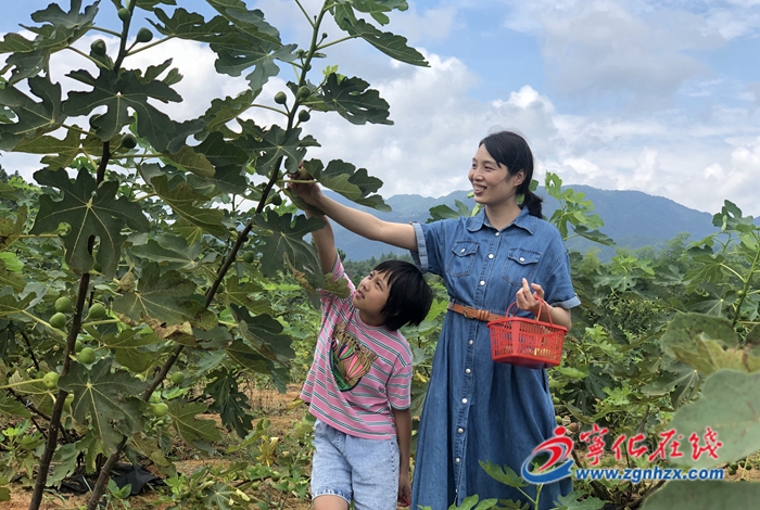 寧化:曹坊鎮:無花果采摘正當時