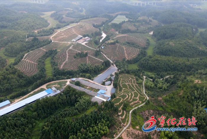 中沙鄉:打造“果香茶韻小鎮”走“農旅融合”新路子