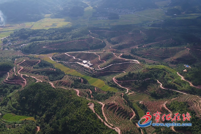 中沙鄉:千畝富硒臍橙豐收在望