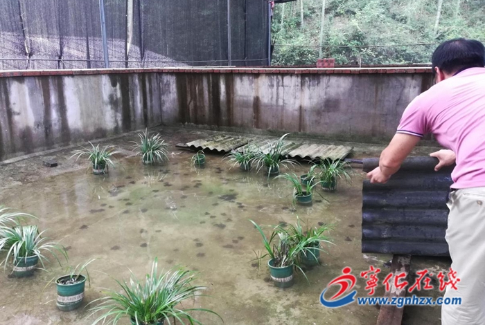 寧化縣泉上鎮：棘胸蛙仿生態養殖助農增收