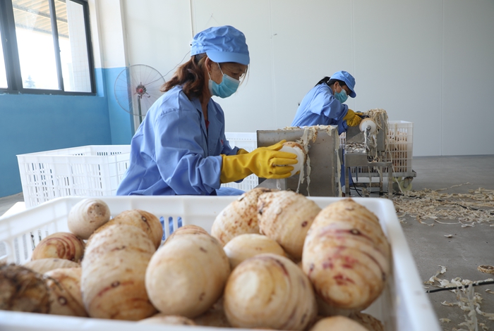 寧化：惠農達食品加工項目進入試生產