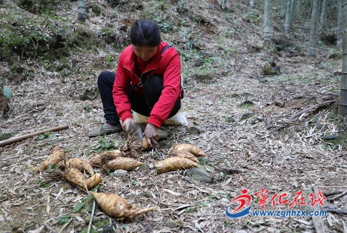 寧化:畬鄉竹海鋪就幸福路