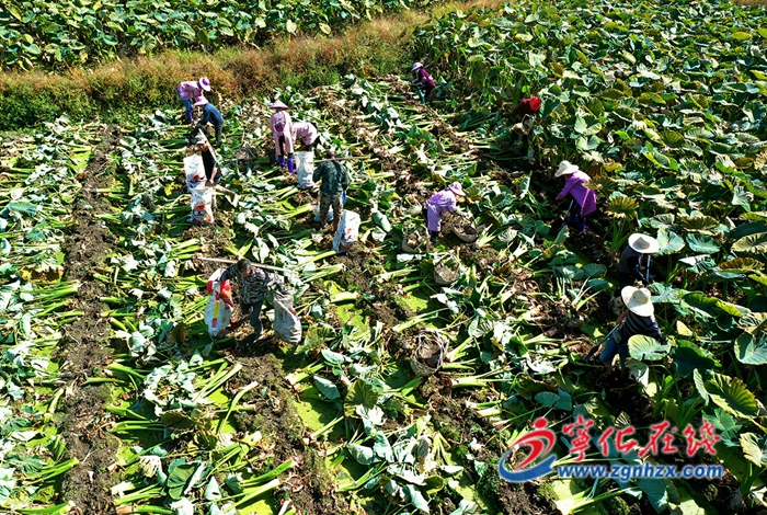 安遠鎮:檳榔芋喜獲豐收