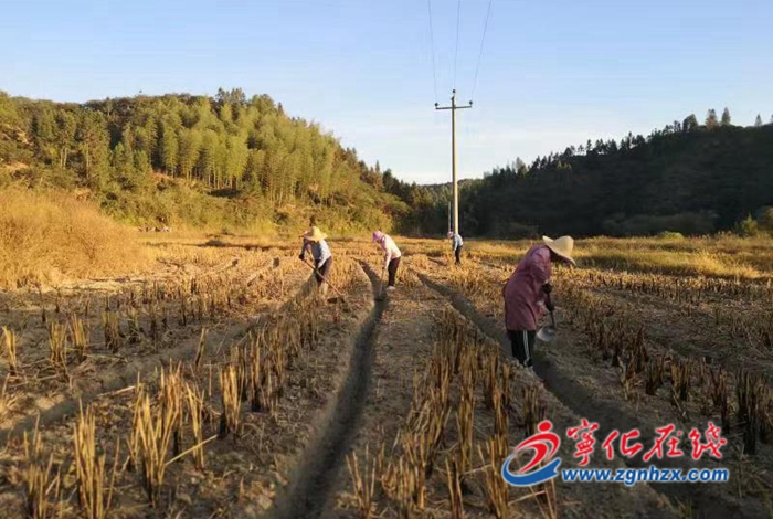 寧化:直播種油菜降本增效