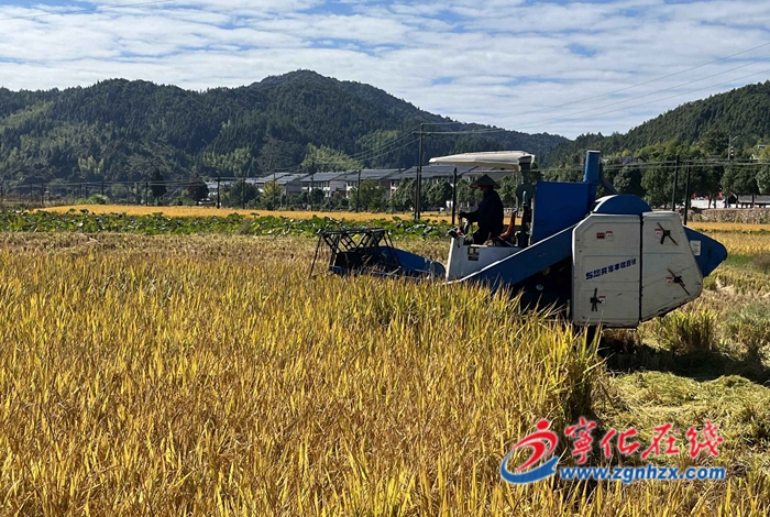 寧化:河龍貢米新品種“福香占”示范推廣成功