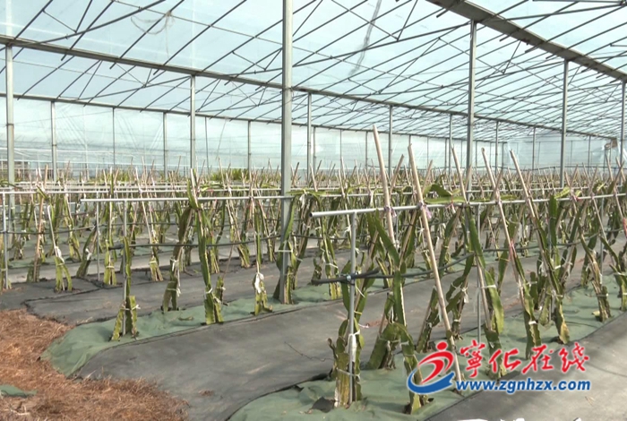 鄉村振興再出發|石壁鎮:兩岸現代農業融合發展 招商引資助力鄉村振興