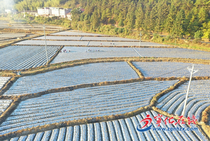 寧化安遠:試種紫甘藍 增添鄉村振興新能量