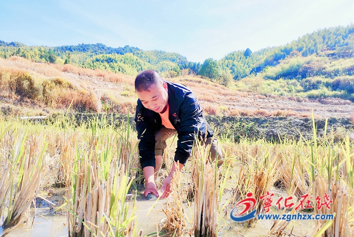 寧化:畬鄉增收后勁足