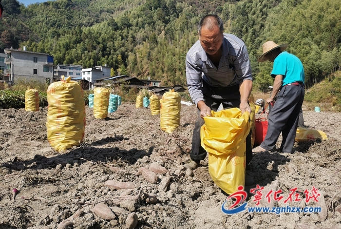 濟(jì)村鄉(xiāng)長(zhǎng)坊村:百畝甘薯豐收 農(nóng)戶喜笑顏開