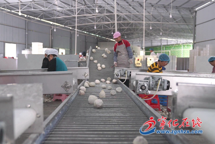 聚焦“三提三效” 聚力真抓實干|安遠鎮:延伸產業鏈 前景“芋”來愈廣