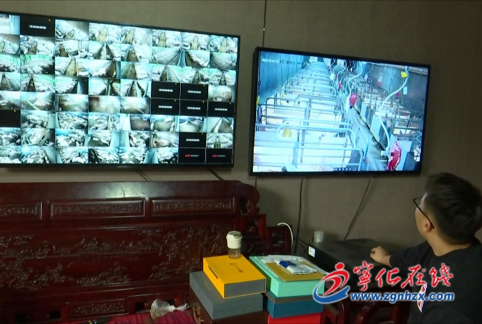 聚焦“三提三效” 聚力真抓實干|湖村鎮：智能化養豬場 打造宜“豬”產業