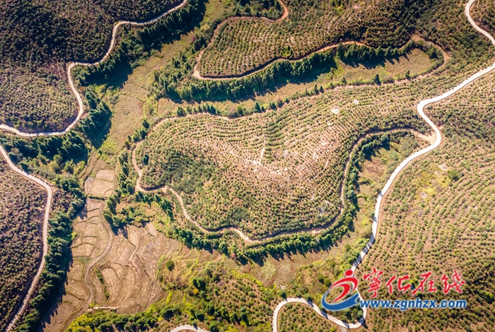 寧化：荒地流出“致富油”