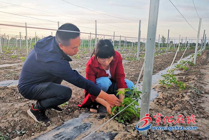 黃惠清:天山腳下巧種百香果