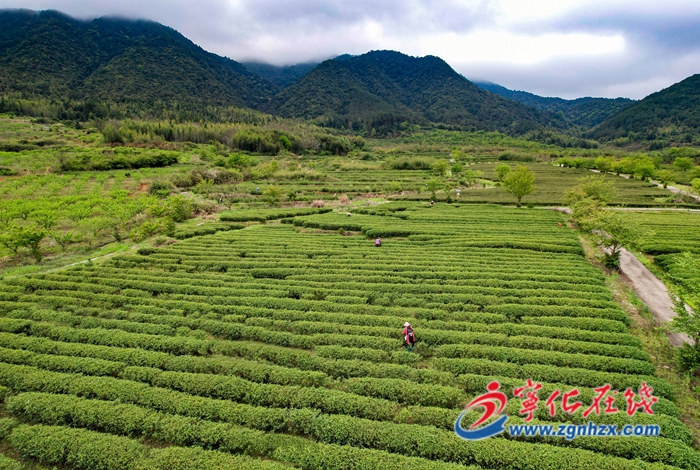 聚焦“三提三效” 聚力真抓實干|寧化：穩定農業生產 聚力提升農業附加值