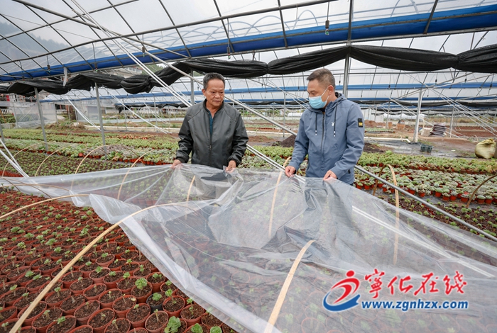 寧化安樂:以“動”制“凍”,全力做好防寒抗凍工作