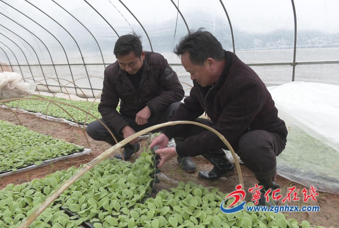 安全生產|寧化曹坊:寒潮來襲,農技專家來支招