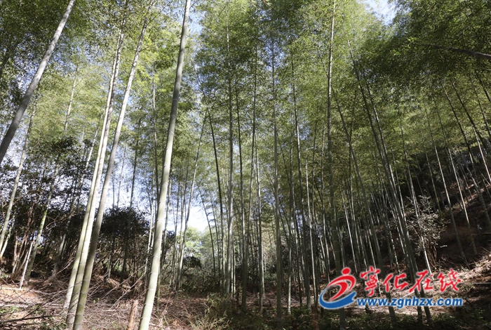 寧化:“點單式”科技服務 促林業(yè)高質高效