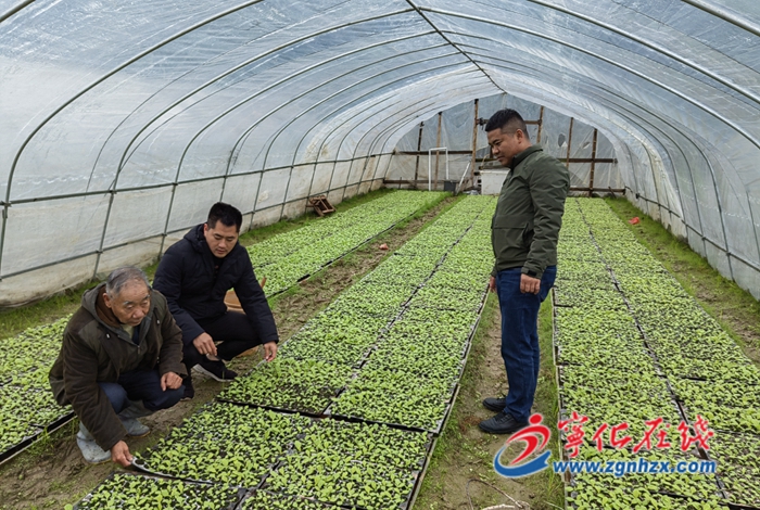寧化濟村:為大棚蔬菜“添衣”防寒保暖