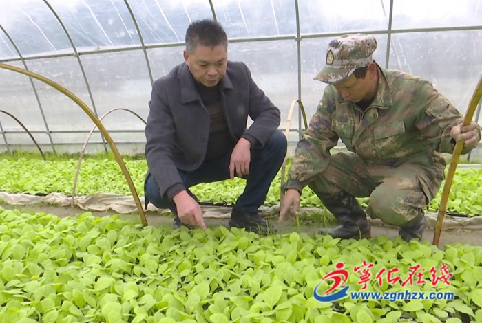 湖村鎮:打好防寒防凍保衛戰