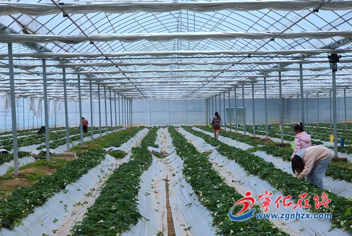 寧化城郊：草莓迎豐收 農戶樂開懷