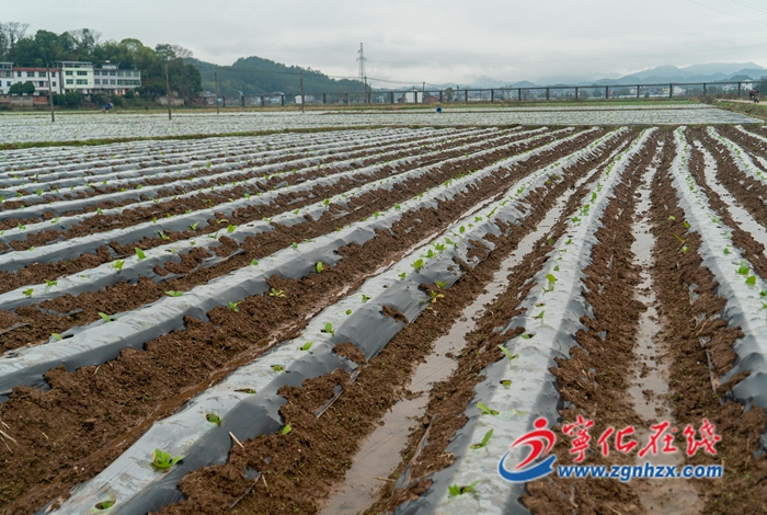 寧化石壁:春耕備耕正當時