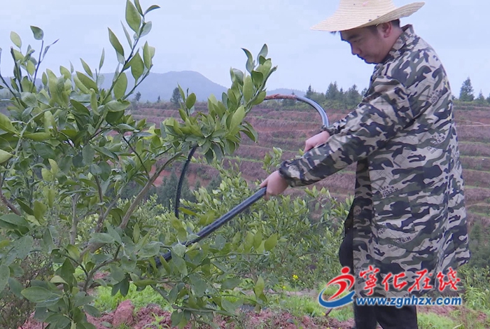 寧化:農技人員一線支招 做好農業防寒防凍