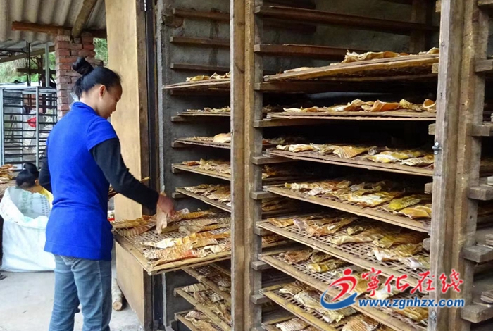 寧化安樂:“黨建+”鼓起竹農錢袋子