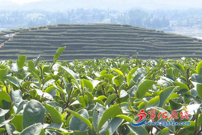 寧化：茶園春光美如畫(huà)