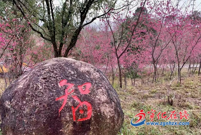 寧化湖村:春季打卡地 踏青好去處