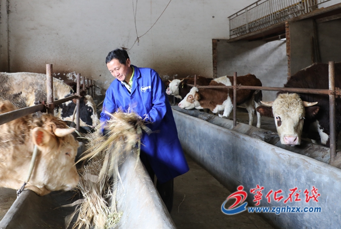 寧化:養牛鋪就致富路