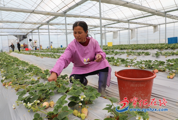 寧化:疏花疏果保品質