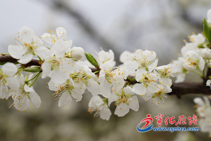 寧化:千畝李花盛開(kāi) 華僑農(nóng)場(chǎng)花果經(jīng)濟(jì)可期