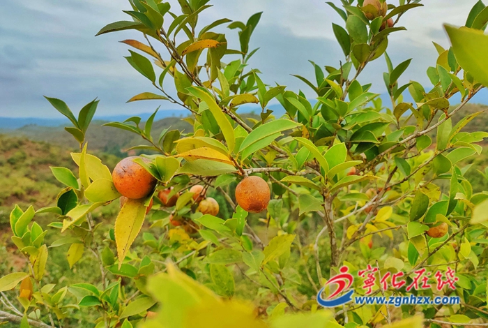 寧化:一棵油茶致富一方百姓