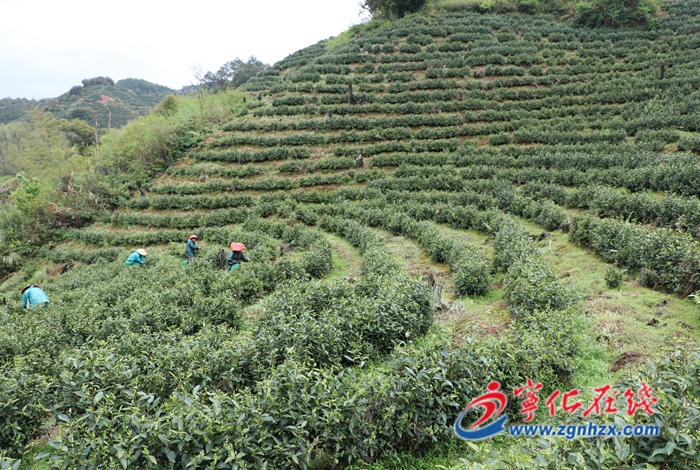 寧化：春暖白茶香 茶農(nóng)采茶忙