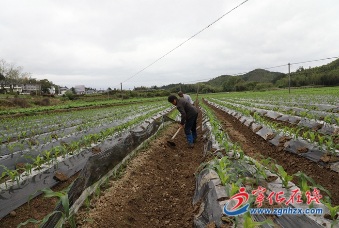 寧化:科學管理促玉米增收