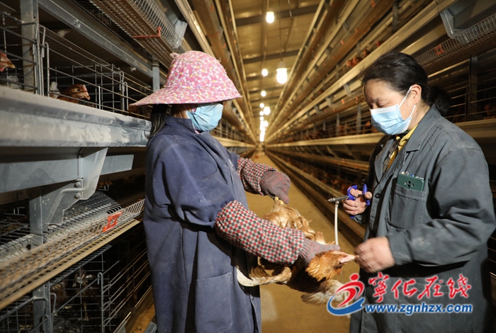 寧化中沙：科學養雞促增收