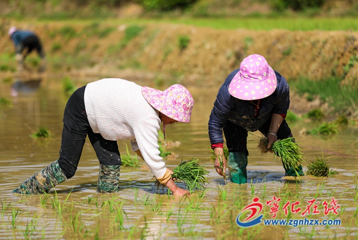 寧化：不負春光 不誤農(nóng)時