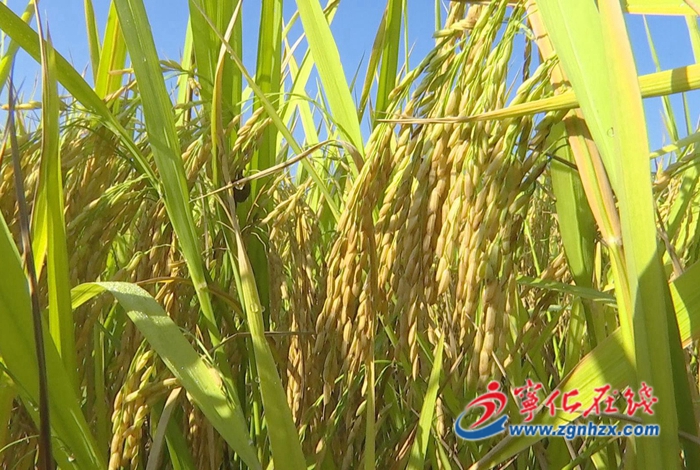 寧化:一年之計在于春 春耕備耕正當時