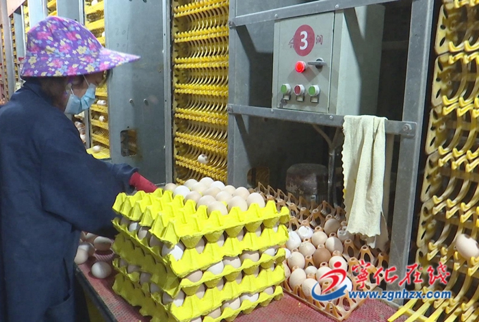 寧化湖村鎮(zhèn):規(guī)模蛋雞養(yǎng)殖助力鄉(xiāng)村振興