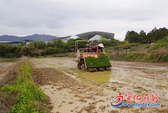 寧化：土地托管新模式 “管”出現代農業(yè)新氣象